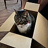 Vegas Garza joined the competition — help win amazing prizes! cat, tabby_cat, cardboard_box, indoor, wooden_floor, pet, animal, feline, collar, bell, curious, sitting, box, legs, human, domestic, cute, whiskers, alert, fur