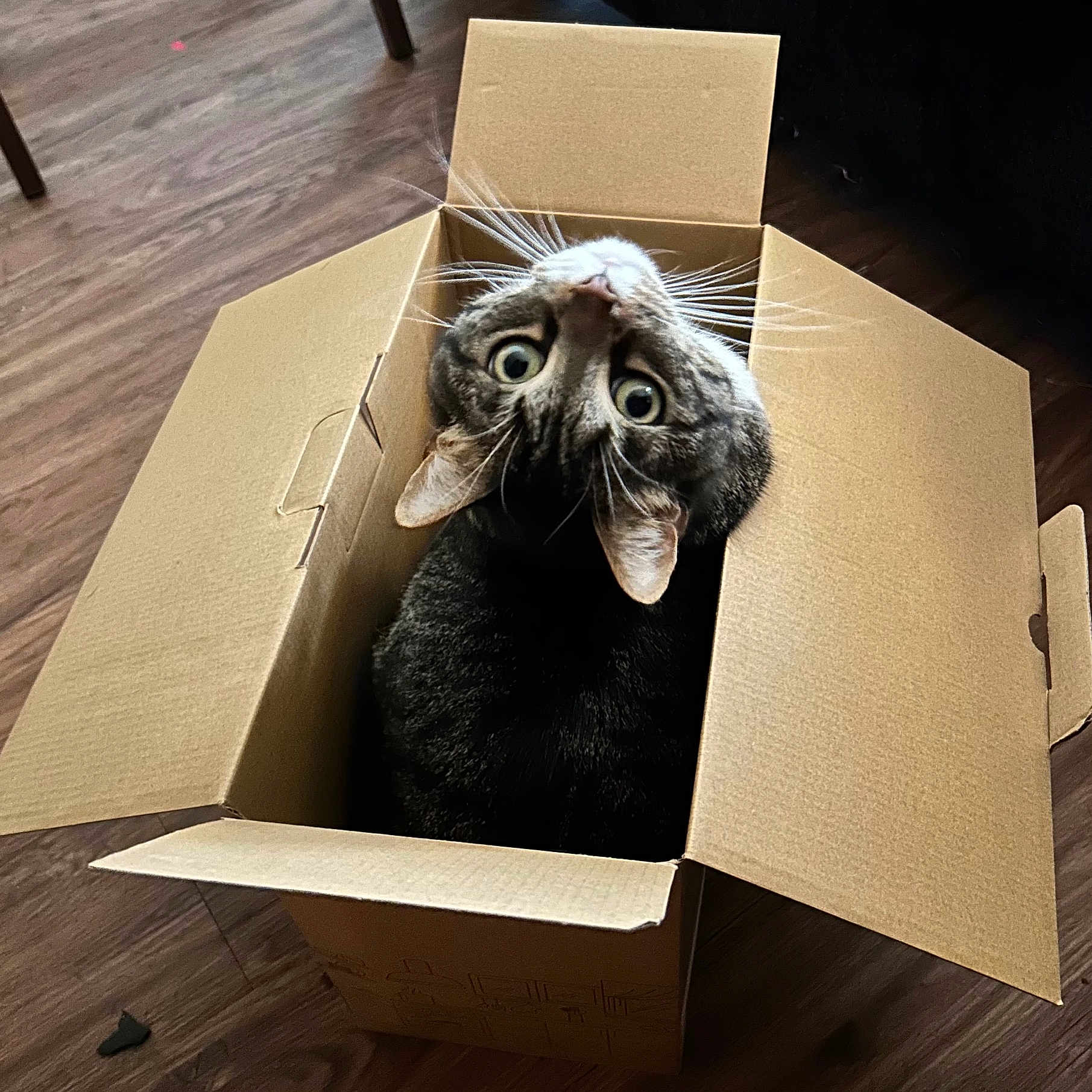 Vegas Garza joined the competition — help win amazing prizes! cat, tabby_cat, cardboard_box, pet, animal, indoor, wooden_floor, curious, looking_up, whiskers, ears, feline, cute, playful, domestic_animal, box, sitting, close_up, fur, eye_contact
