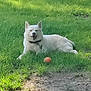 animal, ball, canine, collar, cute, daytime, dog, grass, green, happy, lawn, mammal, nature, outdoor, pet, play, relaxing, summer, sunlight, white_dog