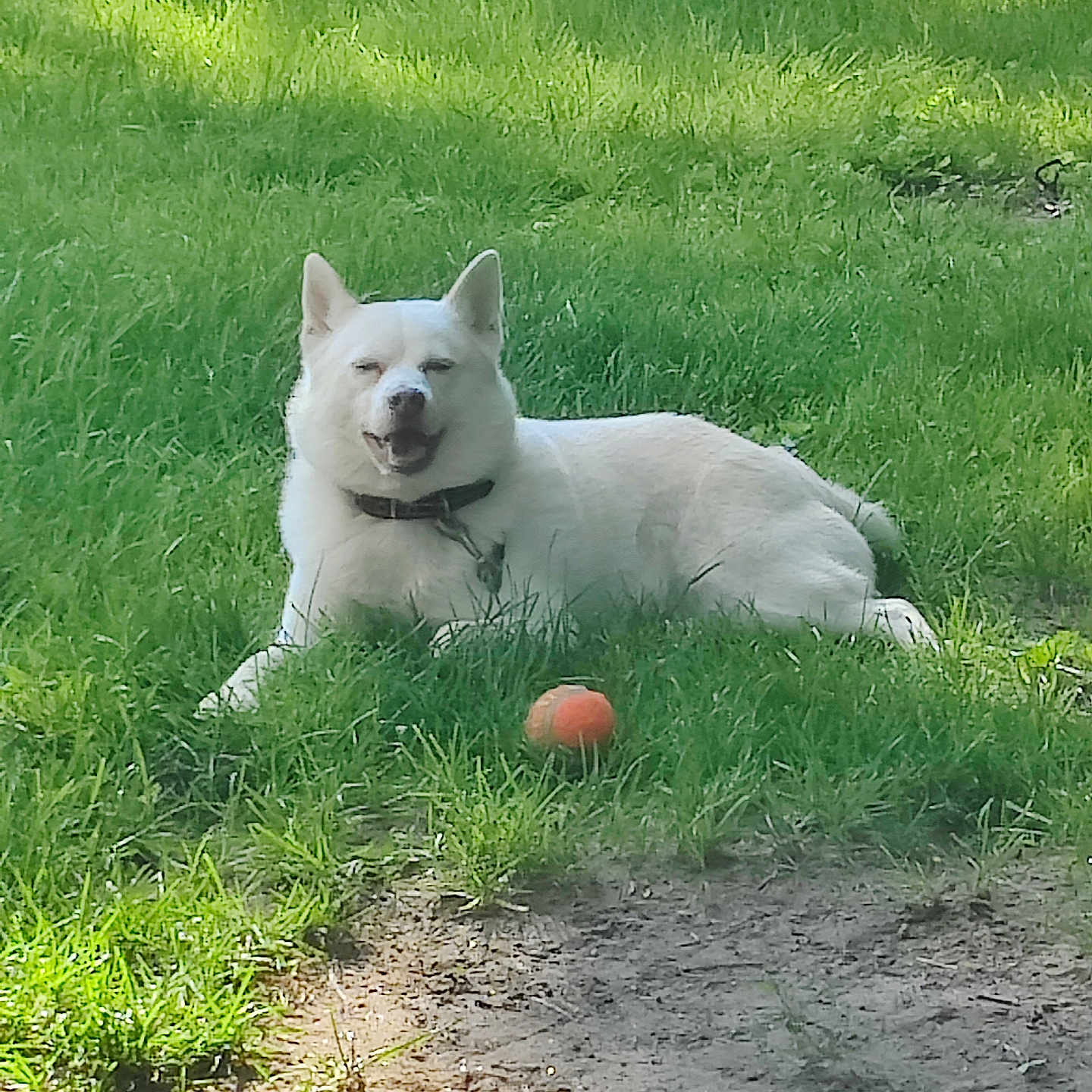Rain is registered to the contest to win money with this photo: animal, ball, canine, collar, cute, daytime, dog, grass, green, happy, lawn, mammal, nature, outdoor, pet, play, relaxing, summer, sunlight, white_dog