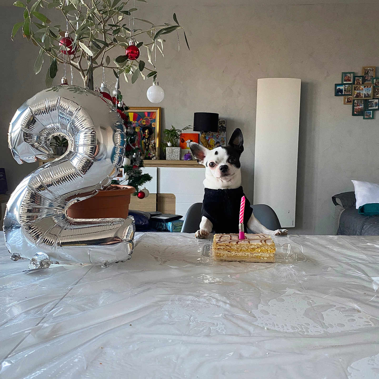 Yoda a rejoint le concours — aidez-le/la à gagner de superbes lots ! animal, architecture, birthdaycake, building, cake, candle, canine, cream, dessert, dog, food, foyer, furniture, indoors, livingroom, number, pet, room, symbol, text