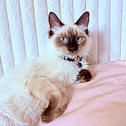 Chai is registered to the contest to win money with this photo: animal, blue_eyes, cat, closeup, collar, cute, domestic_cat, feline, fluffy, fur, indoor, paw, pet, pink_bed, portrait, relaxed, resting, siamese_cat, whiskers, white_background