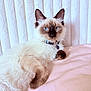 animal, blue_eyes, cat, closeup, collar, cute, domestic_cat, feline, fluffy, fur, indoor, paw, pet, pink_bed, portrait, relaxed, resting, siamese_cat, whiskers, white_background