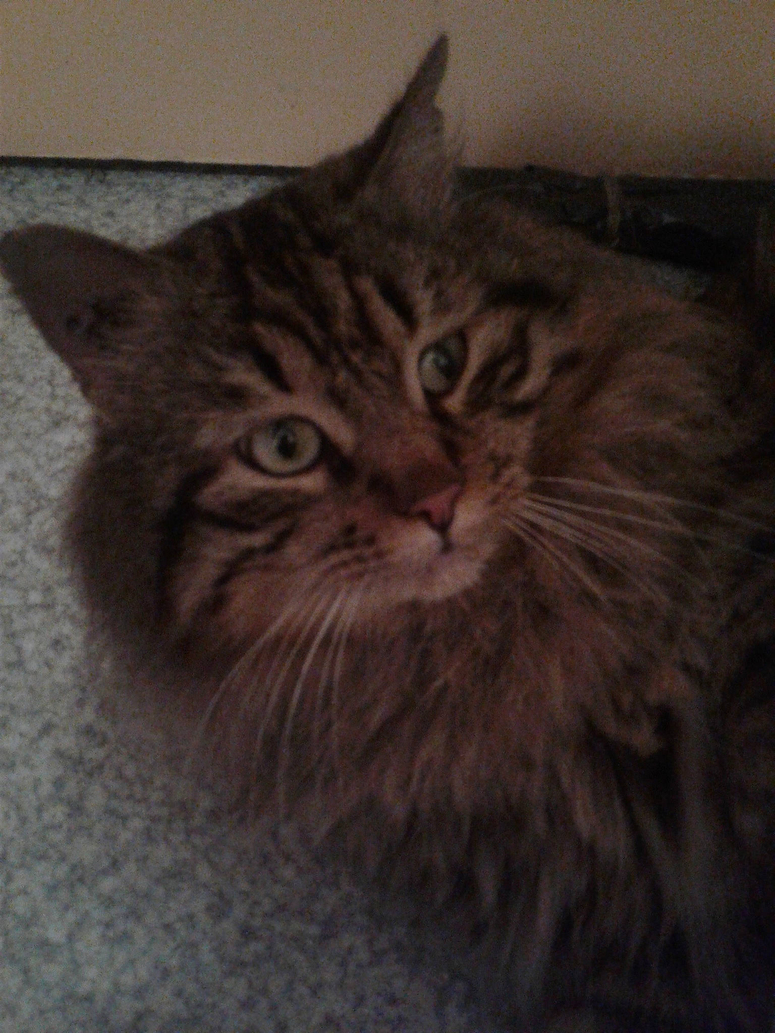 Tigrou a rejoint le concours — aidez-le/la à gagner de superbes lots ! asian, british_semi_longhair, carnivore, cat, domestic_long_haired_cat, domestic_short_haired_cat, european_shorthair, eye, felidae, fur, kitten, maine_coon, mammal, norwegian_forest_cat, pixie_bob, siberian, small_to_medium_sized_cats, snout, tabby_cat, whiskers