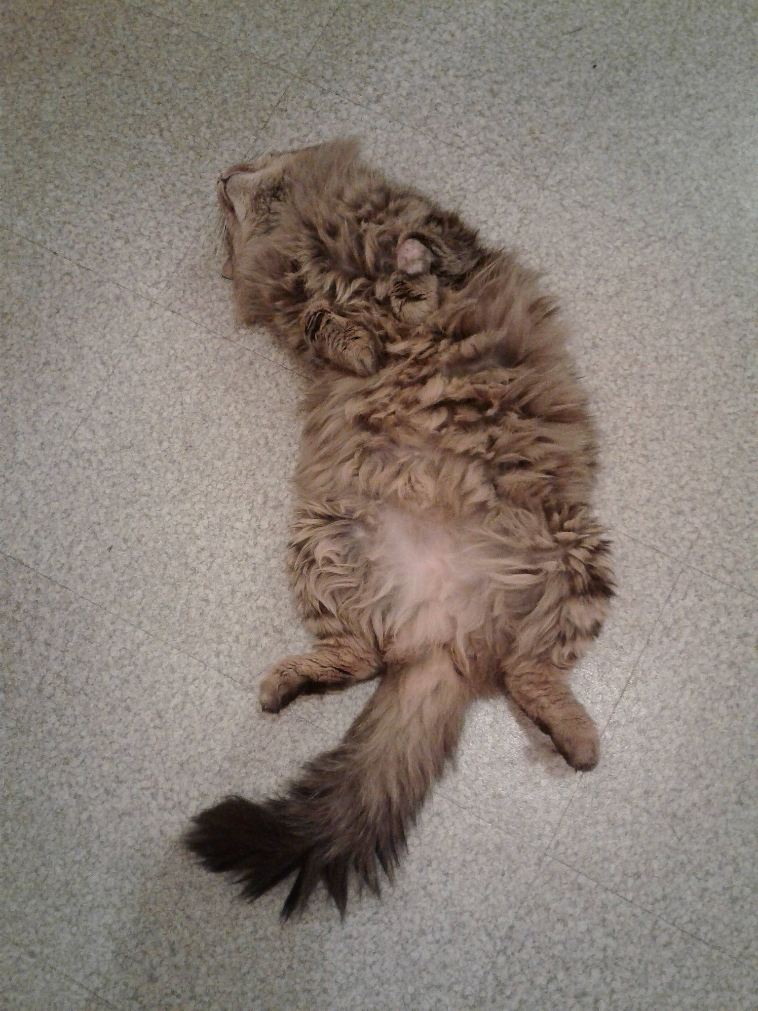 Tigrou a rejoint le concours — aidez-le/la à gagner de superbes lots ! british_longhair, carnivore, cat, claw, domestic_long_haired_cat, european_shorthair, felidae, fur, kitten, maine_coon, norwegian_forest_cat, paw, persian, polydactyl_cat, ragamuffin, siberian, small_to_medium_sized_cats, tabby_cat, tail, whiskers