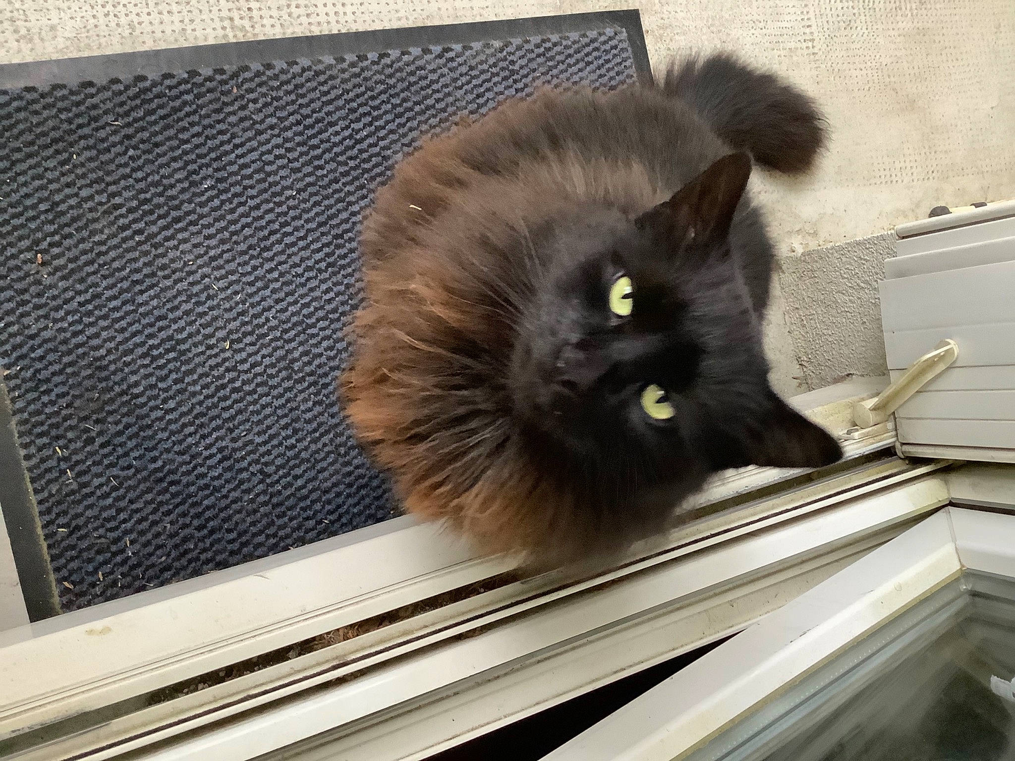 Kimbo participe au concours pour gagner de l'argent avec cette photo : black_cat, bombay, british_longhair, carnivore, cat, claw, domestic_short_haired_cat, felidae, flooring, fur, grey, hardwood, paw, rectangle, small_to_medium_sized_cats, tail, whiskers, window, wood