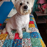 Kim joined the competition — help win amazing prizes! animal, bed, colorful, cozy, curious, decor, dog, ears, flower, fur, indoor, lamp, patchwork, pet, pink_lamp, quilt, room, sitting, table, white_dog