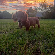 Augustus joined the competition — help win amazing prizes! dog, dachshund, pet, animal, grass, lawn, outdoor, sunset, sunrise, sky, clouds, backlighting, portrait, standing, walking, long_body, floppy_ears, brown_fur, yard, house