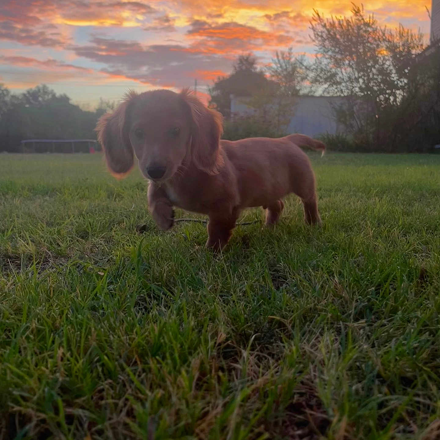 Augustus