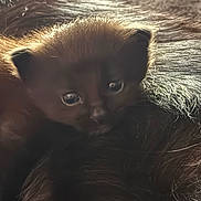 Midnight joined the competition — help win amazing prizes! kitten, cat, black_cat, furry, fluffy, animal, pet, close_up, portrait, whiskers, ears, eyes, nose, fur, dark, backlit, golden_light, cozy, cuddly, cute