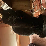 Galaxy is registered to the contest to win money with this photo: black_cat, cat, pet, indoor, furniture, couch, brick_wall, cardboard_box, collar, bell, animal, curious, fur, tail, whiskers, eyes, home, cozy, domestic, household