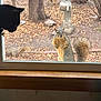 cat, squirrel, window, garden, birdbath, tree, outdoor, indoor, animal, curious, nature, wildlife, leaf_litter, pet, feline, rodent, wooden_window_sill, daylight, close_up, watching