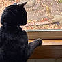 Galaxy joined the competition — help win amazing prizes! cat, black_cat, windowsill, window, squirrel, animal, pet, curious, indoor, outdoor, nature, wood, feline, mammal, watching, daylight, background, quiet, still_life, closeup