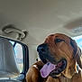 animal, brown_dog, canine, car_interior, car_seat, closeup, companion, dog, domestic_animal, happy_dog, inside_car, leather_seat, pet, portrait, relaxed, seat_headrest, sunlight, tongue_out, vehicle, window