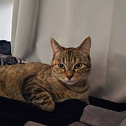 Zoey is registered to the contest to win money with this photo: alert, animal, bed, bedroom, blanket, brown, cat, cozy, curtains, feline, green_eyes, indoors, lying_down, pet, photography, pillow, portrait, relaxed, striped, tabby_cat