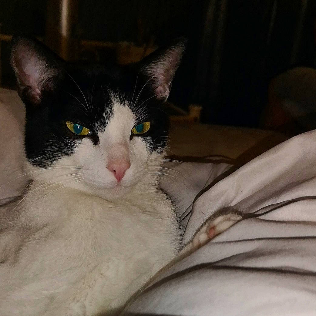 Levis participe au concours pour gagner de l'argent avec cette photo : aegean_cat, american_wirehair, carnivore, cat, domestic_long_haired_cat, domestic_short_haired_cat, ear, eye, felidae, fur, kitten, mammal, nose, ojos_azules, small_to_medium_sized_cats, snout, vertebrate, whiskers