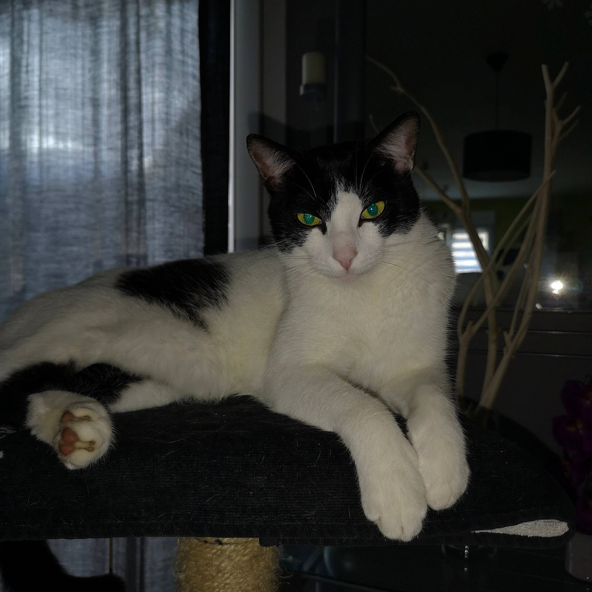 Levis participe au concours pour gagner de l'argent avec cette photo : aegean_cat, american_wirehair, asian, black_and_white, carnivore, cat, domestic_short_haired_cat, ear, european_shorthair, eye, felidae, fur, japanese_bobtail, mammal, paw, polydactyl_cat, small_to_medium_sized_cats, tail, turkish_van, whiskers