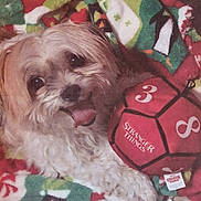 Furby is registered to the contest to win money with this photo: dog, small_dog, pet, animal, tongue_out, happy, lying_down, fluffy, white_fur, brown_fur, black_nose, dark_eyes, portrait, close_up, holiday_blanket, colorful, plush_toy, red_toy, indoor, cozy