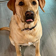 Lucy joined the competition — help win amazing prizes! dog, labrador, golden, pet, animal, indoor, floor, wooden_floor, collar, sitting, tongue_out, cute, friendly, canine, fur, ears, nose, eyes, portrait, companion