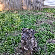 Lola is registered to the contest to win money with this photo: animal, attentive, brindle, brown, canine, daylight, dog, ears, eyes, fence, fur, grass, ground, nature, outdoor, pet, sitting, snout, white_marking, yard