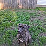 animal, attentive, brindle, brown, canine, daylight, dog, ears, eyes, fence, fur, grass, ground, nature, outdoor, pet, sitting, snout, white_marking, yard