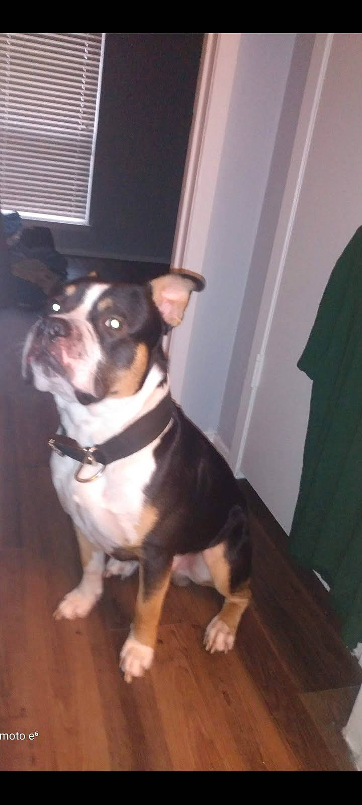 Django is registered to the contest to win money with this photo: canidae, carnivore, collar, companion_dog, dog, dog_breed, dog_collar, door, fawn, flooring, guard_dog, hardwood, pet_supply, snout, sporting_group, tail, whiskers, wood, working_animal, working_dog