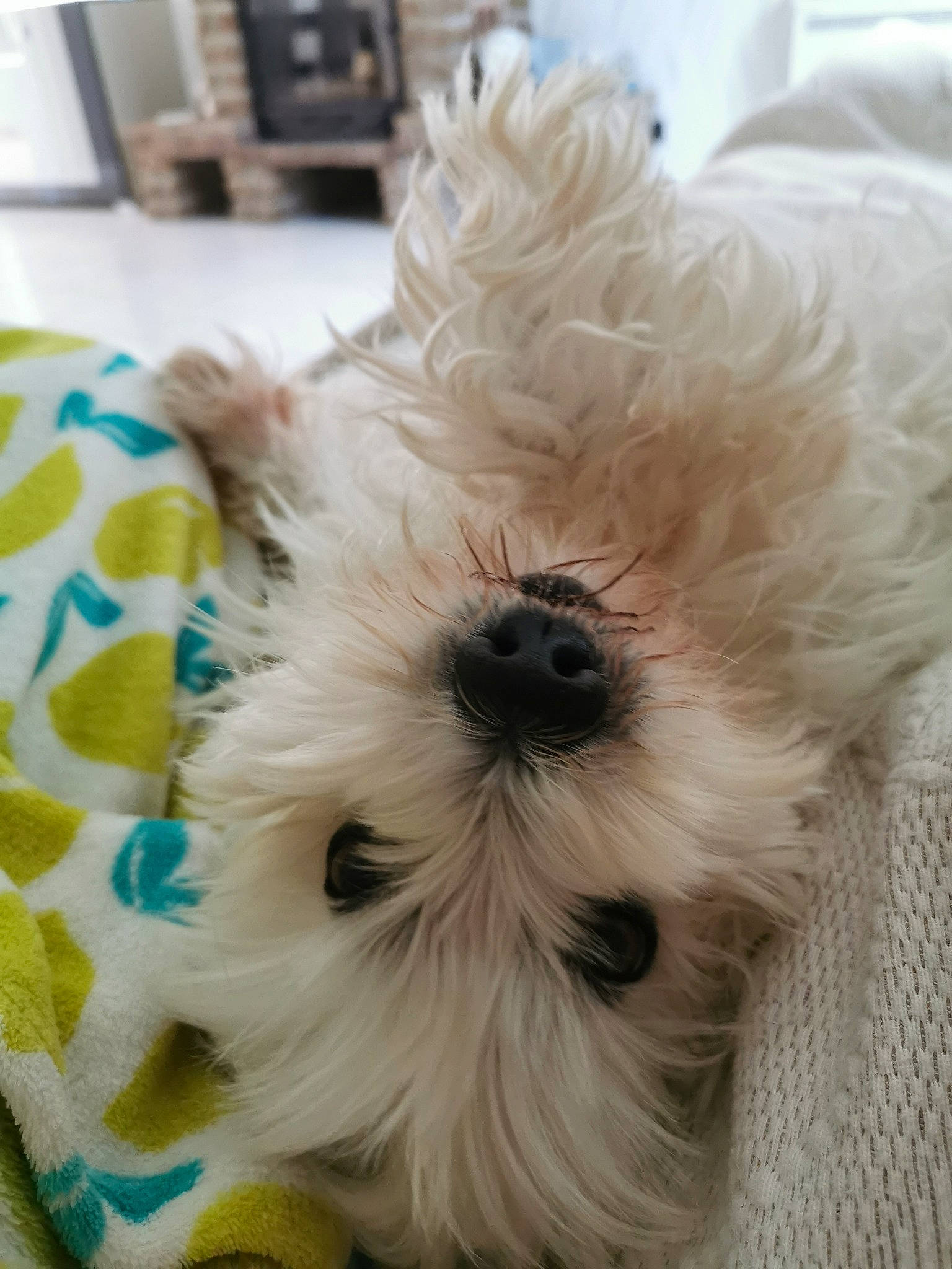 Samy a rejoint le concours — aidez-le/la à gagner de superbes lots ! bolonka, canidae, carnivore, companion_dog, dog, dog_breed, fur, havanese, maltepoo, maltese, morkie, non_sporting_group, puppy, rare_breed_dog, schnoodle, shih_tzu, small_terrier, terrier, toy_dog, west_highland_white_terrier