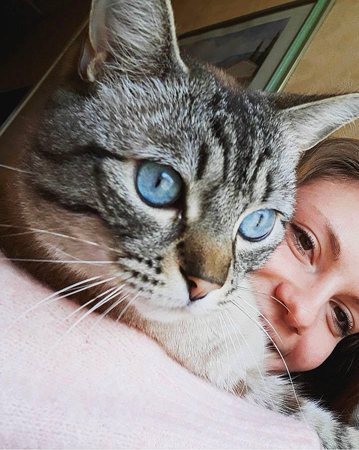 Tanguy participe au concours pour gagner de l'argent avec cette photo : american_shorthair, asian, carnivore, cat, close_up, domestic_short_haired_cat, ear, european_shorthair, eye, face, felidae, head, kitten, mammal, nose, organ, skin, small_to_medium_sized_cats, tabby_cat, whiskers