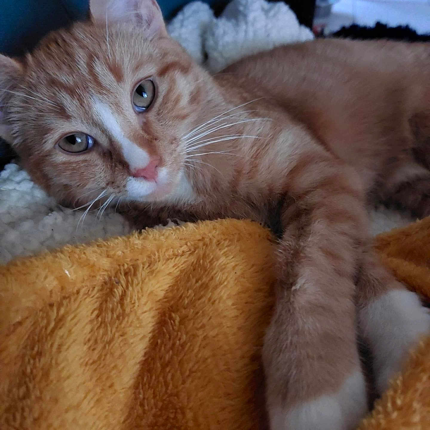 Loki a rejoint le concours — aidez-le/la à gagner de superbes lots ! cat, orange_tabby, pet, animal, indoor, blanket, soft_texture, relaxed, fur, whiskers, closeup, cozy, resting, paw, cute, feline, sleepy, comfortable, domestic, mammal