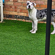 Buddy joined the competition — help win amazing prizes! dog, canine, pet, animal, grass, lawn, brick_wall, outdoor, heterochromia, spotted_coat, white_fur, black_spots, alert, standing, ears_up, curious, daylight, nature, fence, yard