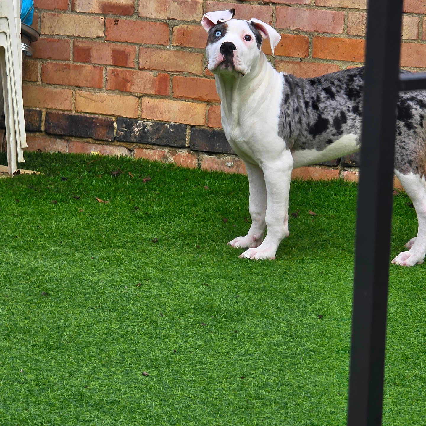Buddy joined the competition — help win amazing prizes! alert, animal, black_spots, brick_wall, canine, curious, daylight, dog, ears_up, fence, grass, heterochromia, lawn, nature, outdoor, pet, spotted_coat, standing, white_fur, yard