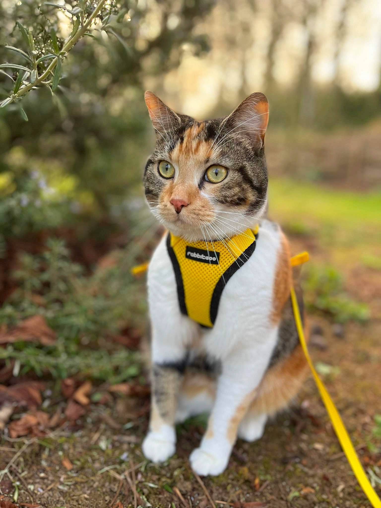 Rustine a rejoint le concours — aidez-le/la à gagner de superbes lots ! canidae, carnivore, cat, collar, domestic_short_haired_cat, fawn, felidae, fur, grass, leash, paw, plant, small_to_medium_sized_cats, snout, tail, terrestrial_animal, tree, trunk, whiskers, wildlife