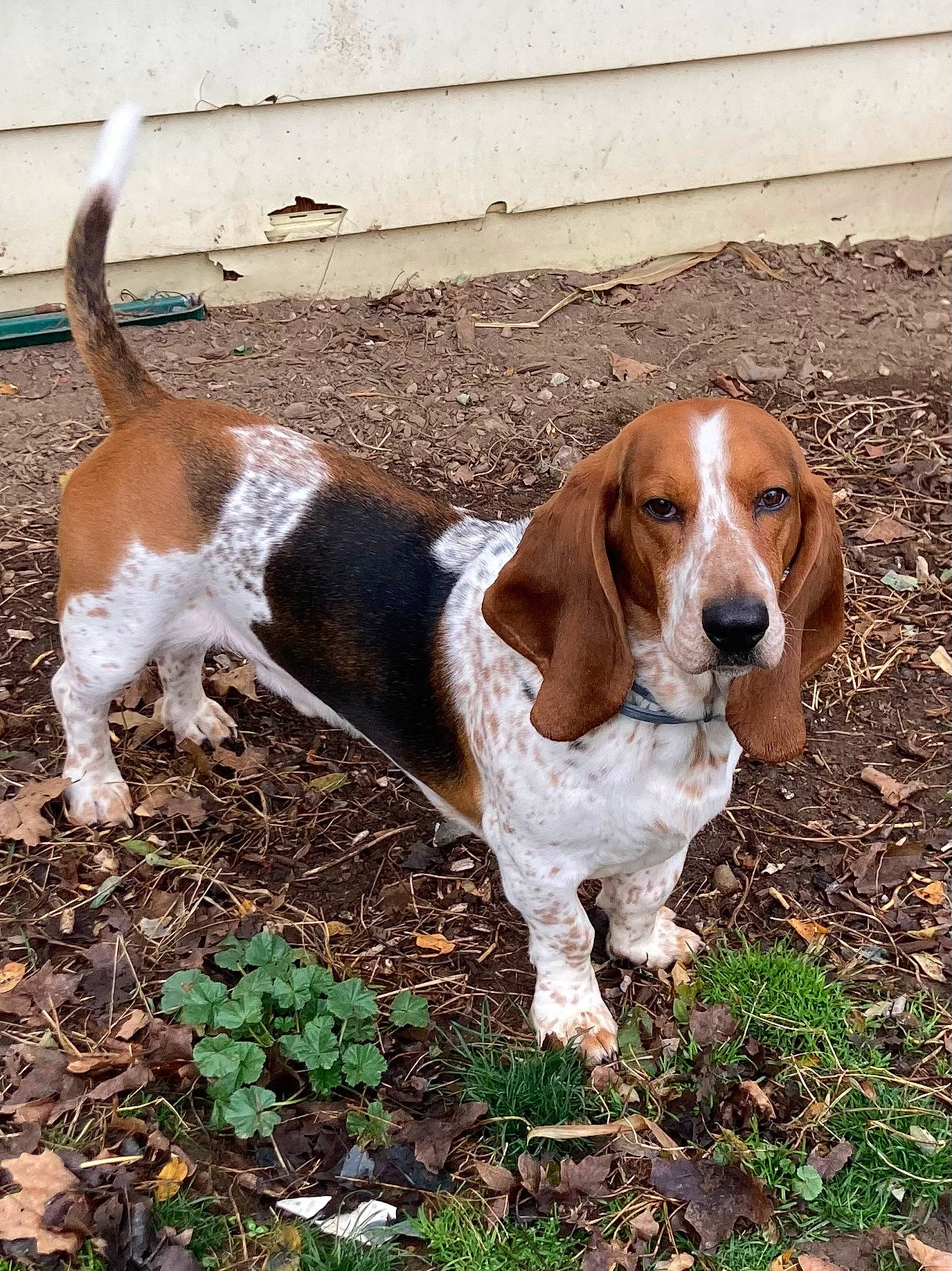 Jake joined the competition — help win amazing prizes! canidae, carnivore, companion_dog, dog, dog_breed, fawn, grass, hound, hunting_dog, liver, scent_hound, snout, sporting_group, terrestrial_animal, working_animal