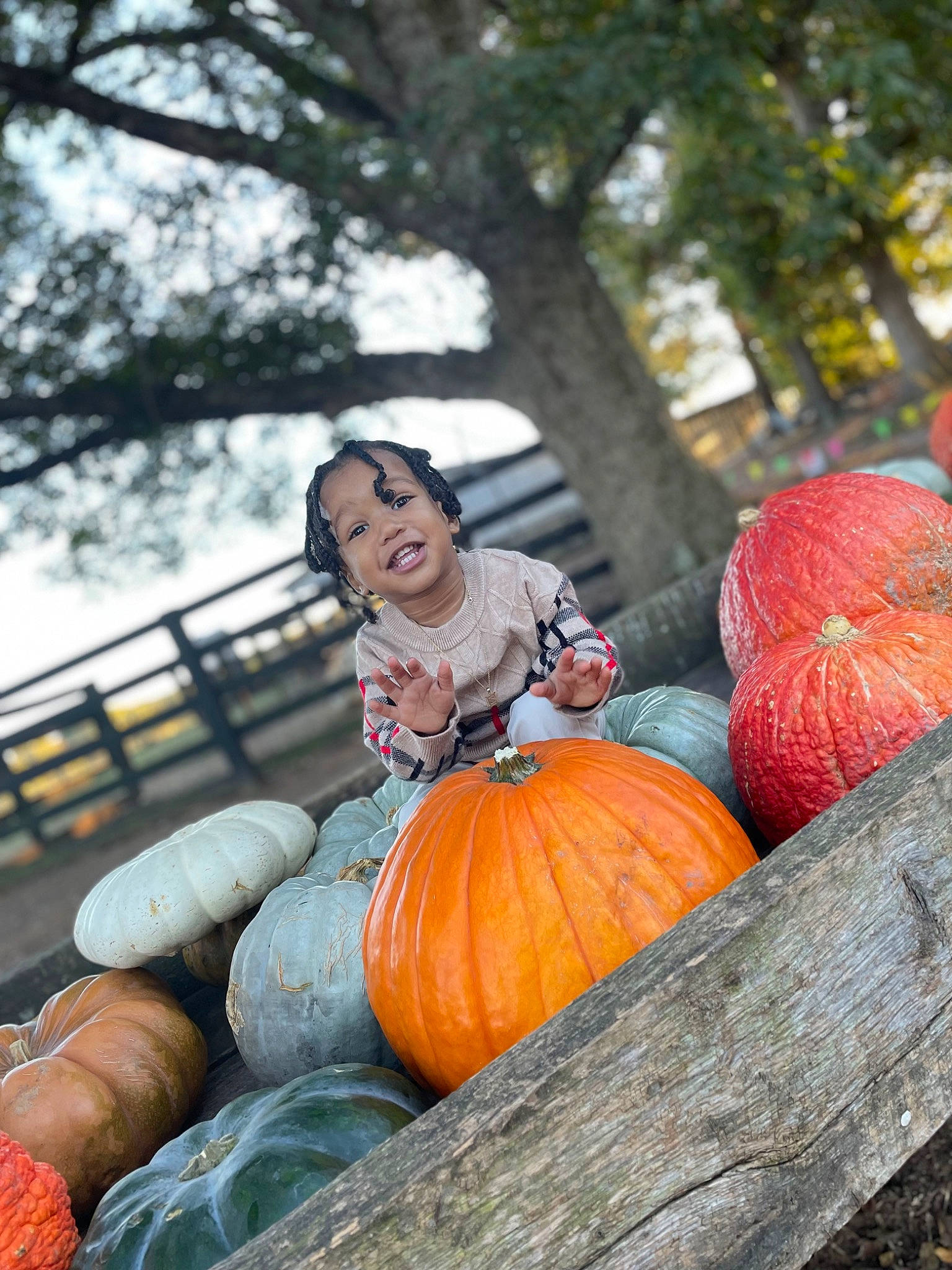 Syre joined the competition — help win amazing prizes! calabaza, cucurbita, food, fruit, gourd, grass, happy, joy, leisure, local_food, natural_foods, person, plant, produce, pumpkin, squash, tradition, tree, vegetable, whole_food