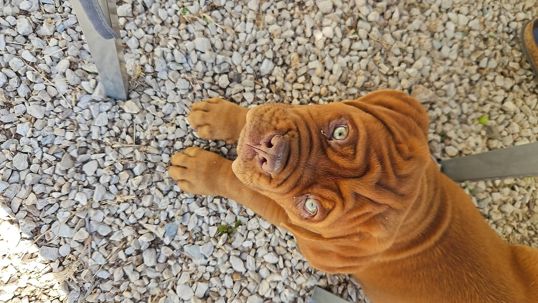 Vénum a rejoint le concours — aidez-le/la à gagner de superbes lots ! big_cats, bulldog, canidae, carnivore, companion_dog, dog, dog_breed, fawn, felidae, flooring, shar_pei, snout, sporting_group, terrestrial_animal, toy, toy_dog, whiskers, wood, working_animal, wrinkle