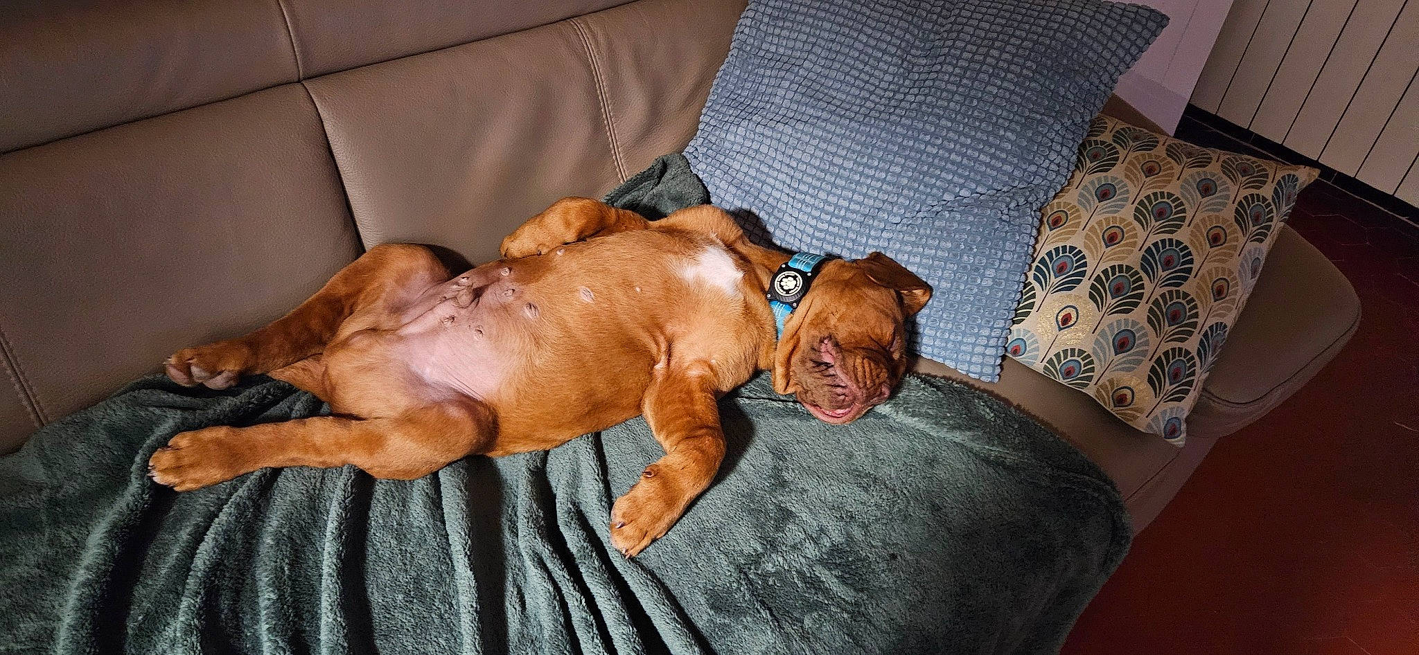 Vénum a rejoint le concours — aidez-le/la à gagner de superbes lots ! brown, canidae, carnivore, comfort, companion_dog, couch, dog, dog_breed, dog_supply, fawn, hardwood, linens, liver, nap, non_sporting_group, pet_supply, sporting_group, tail, working_animal