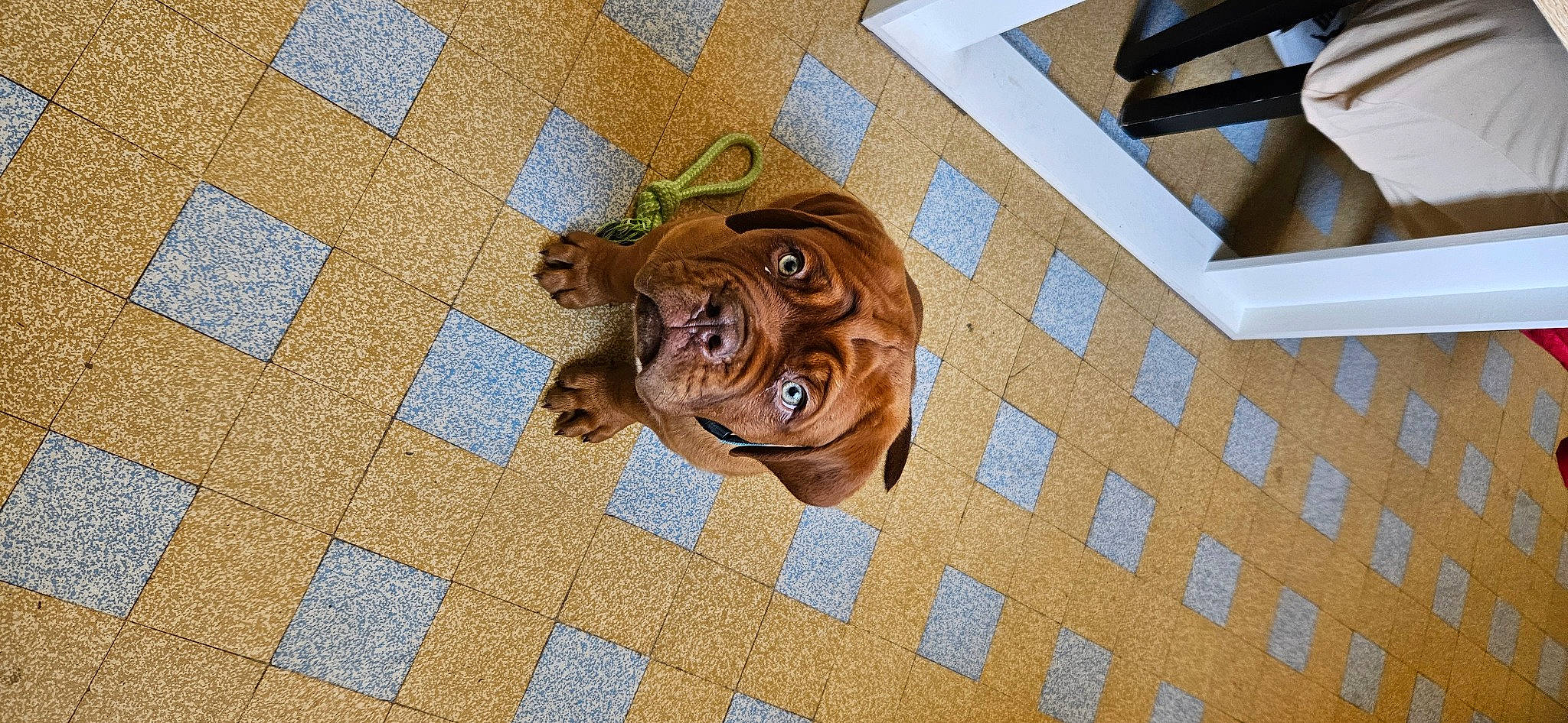 Vénum participe au concours pour gagner de l'argent avec cette photo : bulldog, carnivore, companion_dog, dog, dog_breed, fawn, floor, flooring, hardwood, pattern, snout, sporting_group, symmetry, terrestrial_animal, tile_flooring, varnish, wood, wood_stain, working_animal, wrinkle