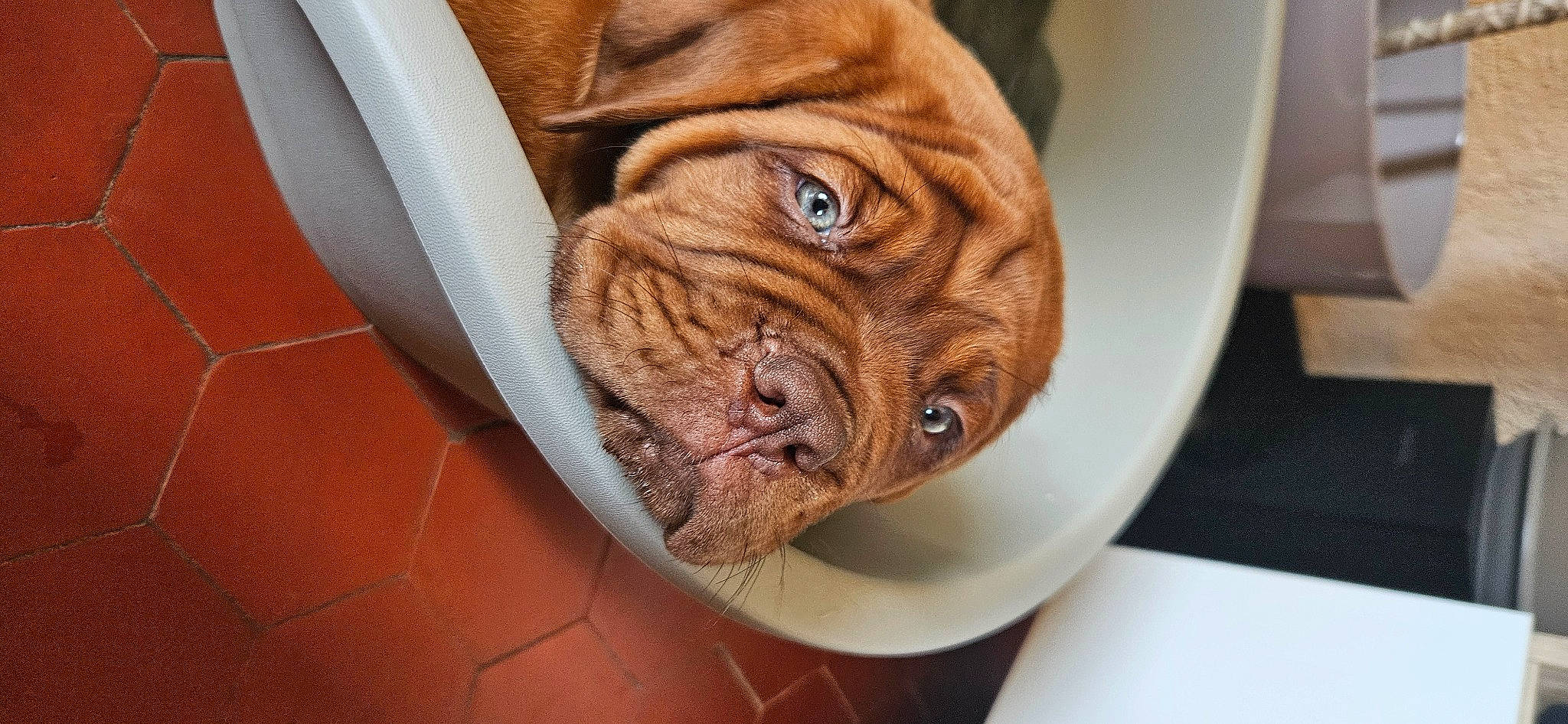 Vénum a rejoint le concours — aidez-le/la à gagner de superbes lots ! carnivore, comfort, companion_dog, dog, dog_breed, dog_collar, fawn, felidae, flooring, fur, hardwood, liver, snout, sporting_group, vehicle, whiskers, window, wood, working_animal, wrinkle