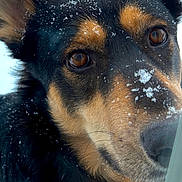 Circē joined the competition — help win amazing prizes! animal, black_fur, brown_fur, canine, close_up, cold, curious, dog, ears, face, looking, nose, outdoor, pet, portrait, snow, snowflakes, whiskers, window, winter