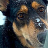 dog, snow, window, close_up, face, ears, curious, animal, pet, outdoor, winter, black_fur, brown_fur, snowflakes, looking, portrait, canine, nose, whiskers, cold