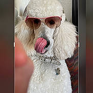Stefano is registered to the contest to win money with this photo: accessory, animal, closeup, collar, curly_fur, cute, dog, expression, face, fashion, funny, furry, indoor, mammal, pet, poodle, portrait, sunglasses, tongue, white