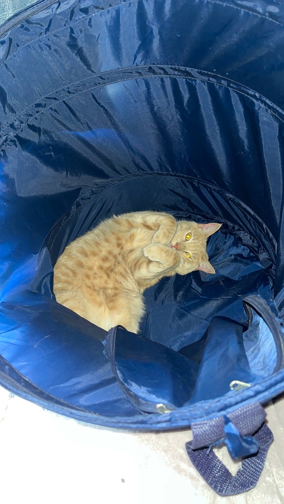 Bruin joined the competition — help win amazing prizes! bag, ball, carnivore, cat, cat_bed, comfort, domestic_short_haired_cat, electric_blue, fawn, felidae, fur, hat, nap, sleep, small_to_medium_sized_cats, snow, tail, tarpaulin, whiskers, winter