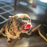 Benji joined the competition — help win amazing prizes! dog, brindle, tongue, licking, pet, indoor, wooden_floor, sunlight, blurred_background, closeup, cute, animal, canine, face, expression, home, flooring, furniture, warm_light, adorable