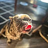 dog, brindle, tongue, licking, pet, indoor, wooden_floor, sunlight, blurred_background, closeup, cute, animal, canine, face, expression, home, flooring, furniture, warm_light, adorable