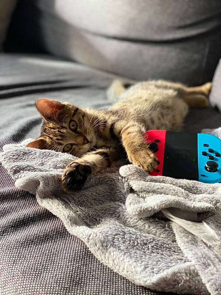 Rosie a rejoint le concours — aidez-le/la à gagner de superbes lots ! american_shorthair, asian, carnivore, cat, claw, comfort, domestic_short_haired_cat, dragon_li, european_shorthair, felidae, fur, kitten, nap, paw, pixie_bob, sleep, small_to_medium_sized_cats, tabby_cat, whiskers