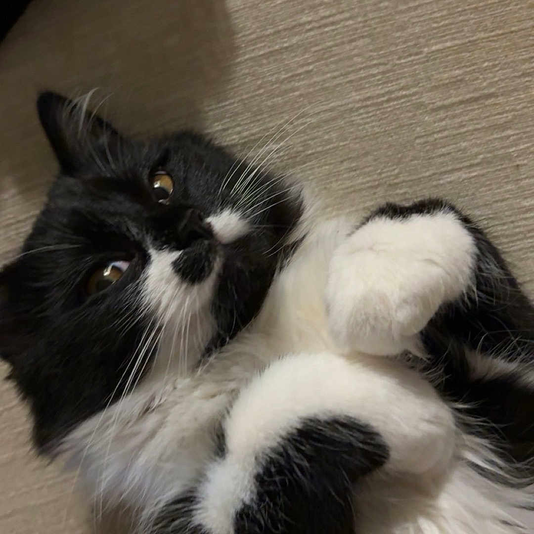 Suki