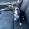 Malachi is registered to the contest to win money with this photo: dog, puppy, black_and_white, sitting, car, car_seat, interior, collar, tie, purple, colorful, large_ears, head_tilt, wide_eyes, white_paws, short_hair, pet, animal, portrait, cute