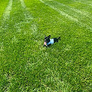 Malachi is registered to the contest to win money with this photo: dog, small_dog, black_and_white, grass, lawn, outdoor, park, field, greenery, portrait, tongue_out, happy, alert, standing, animal, pet, harness, sunlight, road, landscape