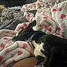 Malachi is registered to the contest to win money with this photo: dog, sleeping, black_and_white, pet, harness, blue_collar, bed, blanket, cozy, indoors, bedroom, resting, lying_down, fur, black_fur, white_fur, floppy_ear, home, snuggled, nap