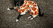 Malachi is registered to the contest to win money with this photo: dog, puppy, black_and_white, halloween, costume, pumpkin, pet, carpet, indoors, sitting, lying_down, collar, tag, large_ears, short_hair, cute, portrait, floor, textile, holiday